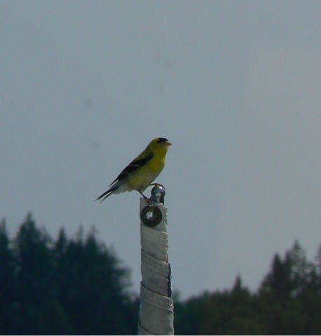 Yellow Bird