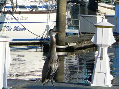 Yep! The whole fish!